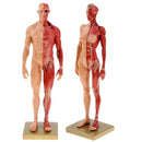 30cm Resin Human Anatomy Muscle Skeleton Model