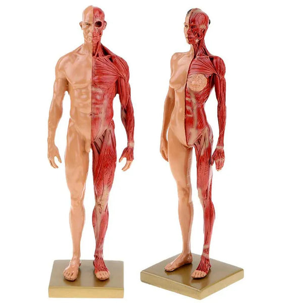 30cm 수지 인체 해부학 근육 해골 모델