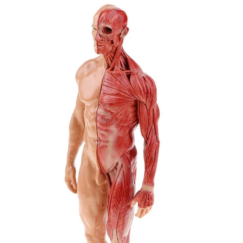 30cm Resin Human Anatomy Muscle Skeleton Model