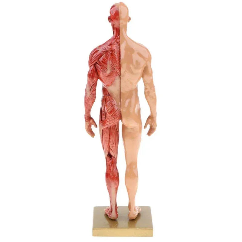 30 ס"מ שרף גוף אדם פסל שריר פיסול אדם אנטומי אנטומיה שלד רפואי אמן כלי ציור אספקה