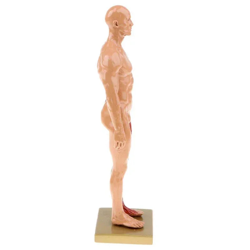 Estatua de músculo del cuerpo humano de resina, escultura anatómica humana, esqueleto de anatomía médica, suministros de herramientas de dibujo para artista, 30cm
