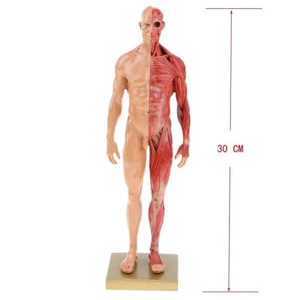 30Cm Resin Patung Otot Tubuh Manusia Patung Anatomi Manusia Kerangka Medis Perlengkapan Alat Gambar Artis