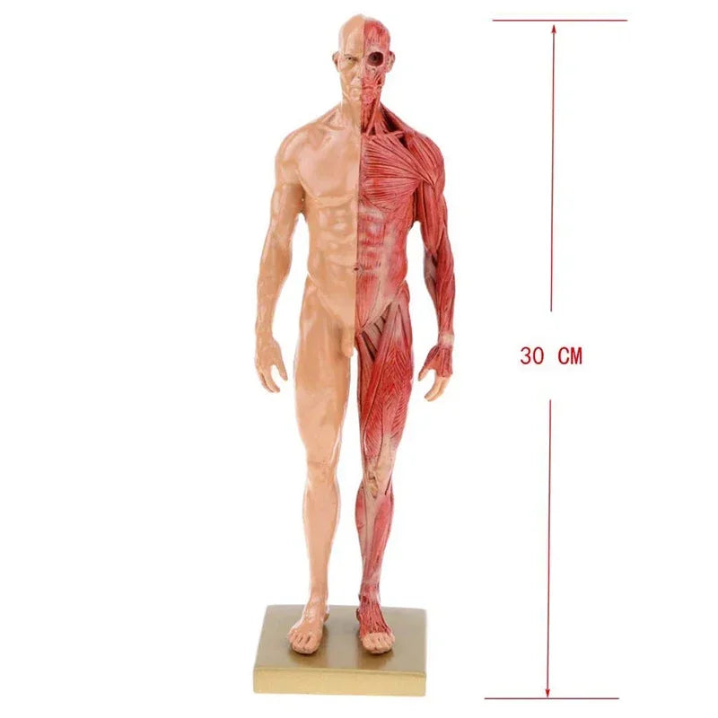 30 см смола людське тіло статуя м’язи скульптура анатомічна анатомія людини скелет медичний художник інструменти для малювання приладдя