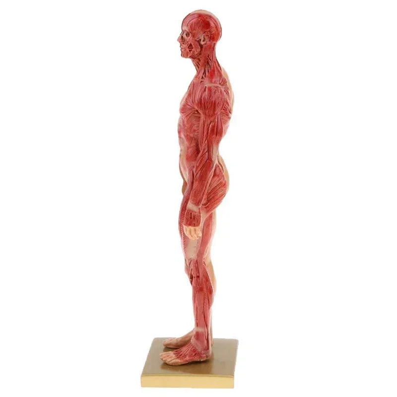 Matériel pédagogique, modèle de Croquis de Sculpture de crâne en résine, Anatomie Scientifique, crâne, Muscle, os, Art médical, Dessin Matériel pédagogique, modèle de Croquis de Sculpture de crâne en résine, Anatomie Scientifique, crâne, Muscle, os, Art médical, Dessin