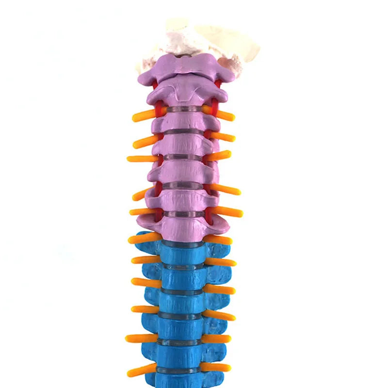 Colonna vertebrale umana da 45 cm con modello di anatomia pelvica Risorse didattiche per scienze mediche