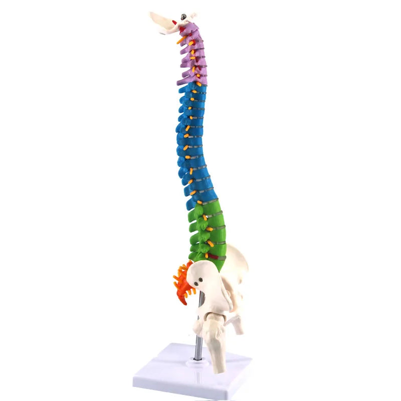 45cm Human Spine with Pelvic Anatomy Model Medical Science Teaching Resources