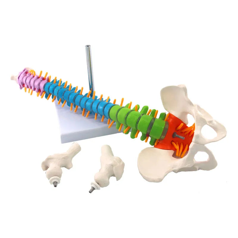 골반 해부학 모델이 ​​포함된 45cm 인간 척추 의학 교육 자료
