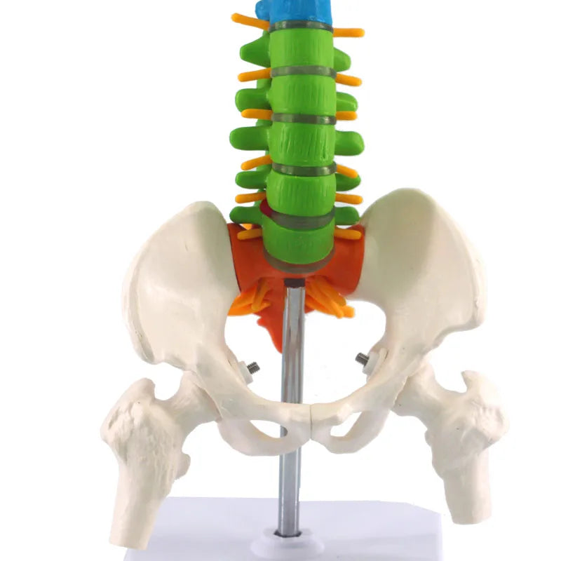 45cm Tulang Belakang Manusia dengan Model Anatomi Pelvis Sumber Pengajaran Sains Perubatan