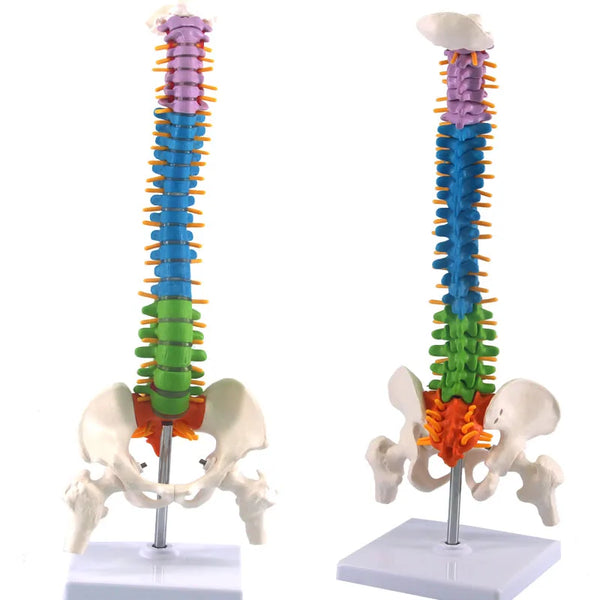 Colonne vertébrale humaine de 45 cm avec modèle d'anatomie pelvienne ressources pédagogiques en sciences médicales