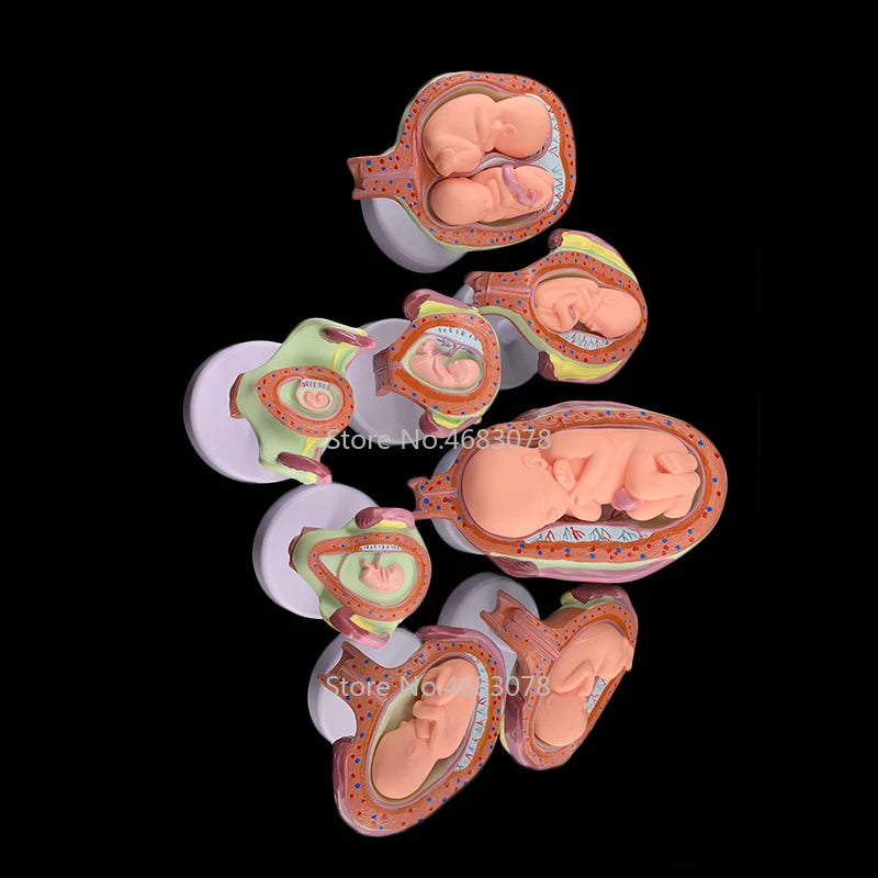 8 X Fetal Model Anatomical Human Fetal Development Model - Baby Fetus ...