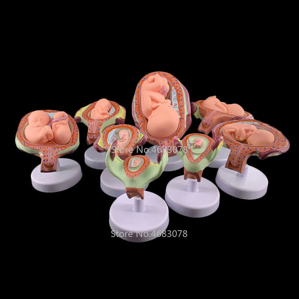 8 X Fetal model Anatomik İnsan Fetal Gelişim Modeli - Bebek Fetus Fetus Gebelik Anatomisi