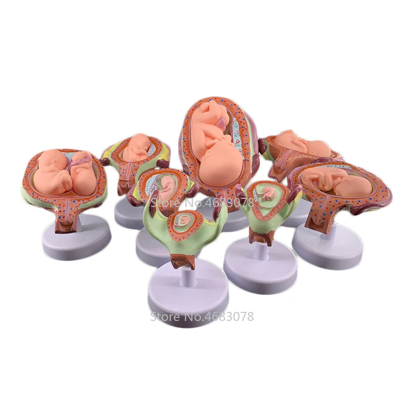 8 X Fetal model Anatomical Human Fetal Development Model - Baby Fetus Foetus Pregnancy Anatomy
