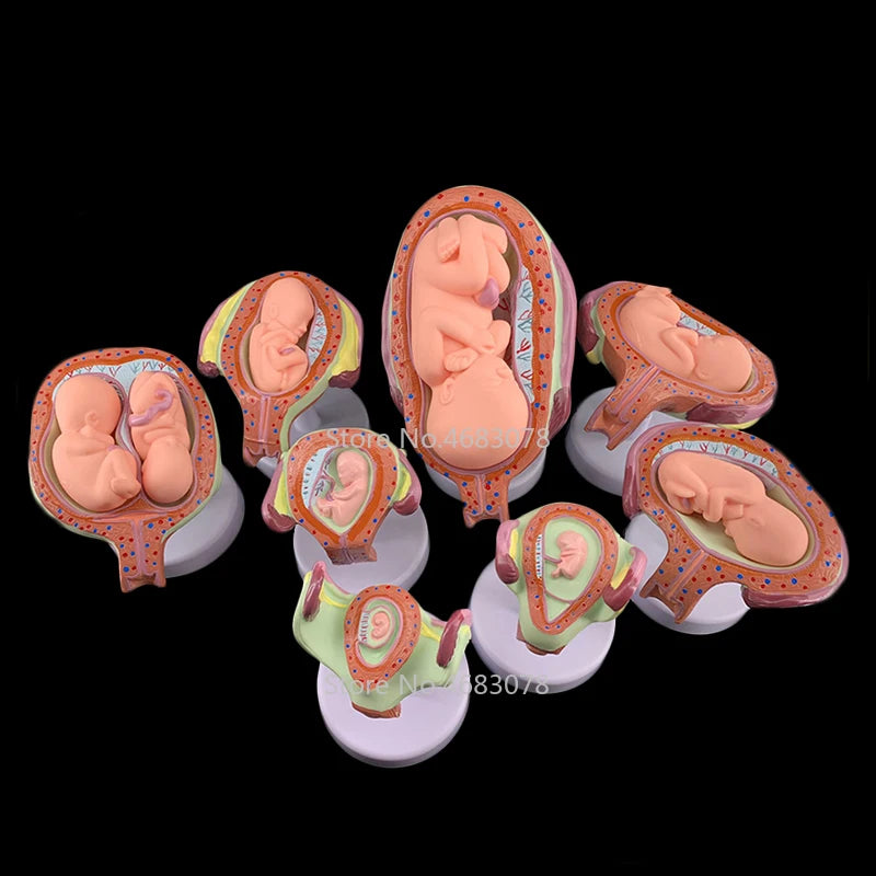 Lab Dissection Kits 4D Fetal Development Model - 21-Piece Anatomy Set ...