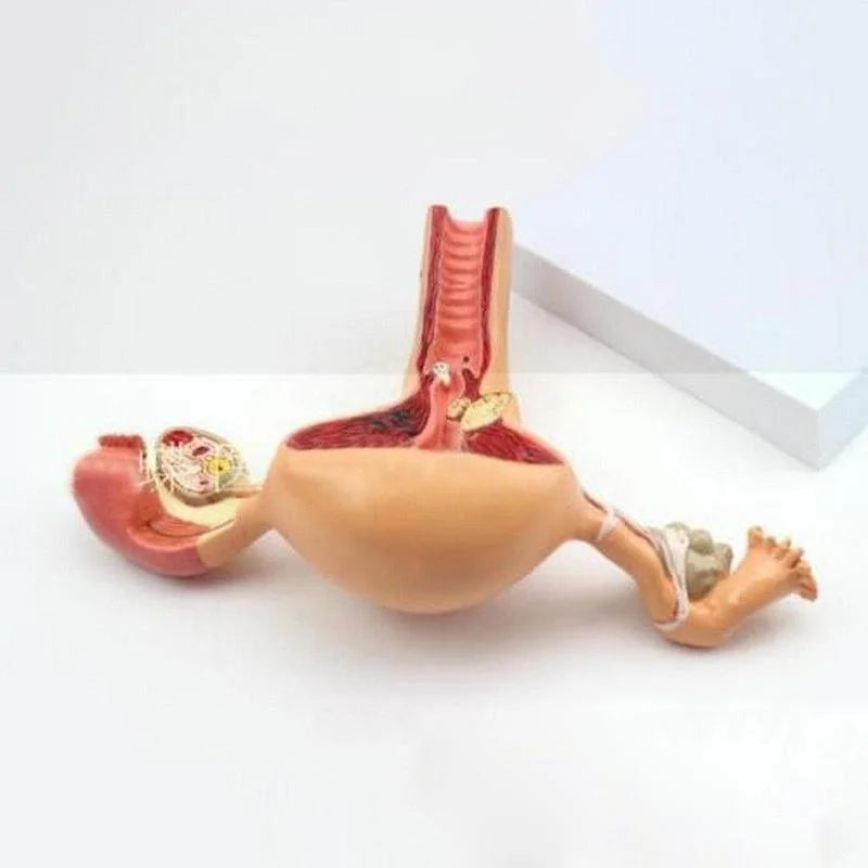 Anatomisk patologisk uterus Ovariemodell Anatomi Medicinsk organmodell Tvärsnittsstudieverktyg