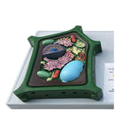 동물 및 식물 세포 해부학 모델 생물학 과학 교육 자료