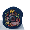 동물 및 식물 세포 해부학 모델 생물학 과학 교육 자료