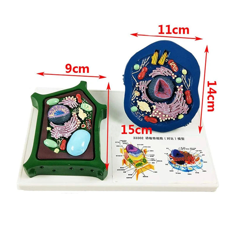 Animal And Plant Cells Anatomy Model Biology Science Teaching Resources