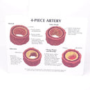 혈관 동맥 경화 모델의 인간 경화 인간 해부학 해부 모델 의료 교육 용품 도구