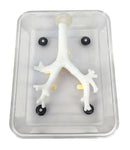 Bronchoscopy Training Model Simulator 