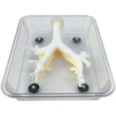 Bronchoscopy Training Model Simulator 