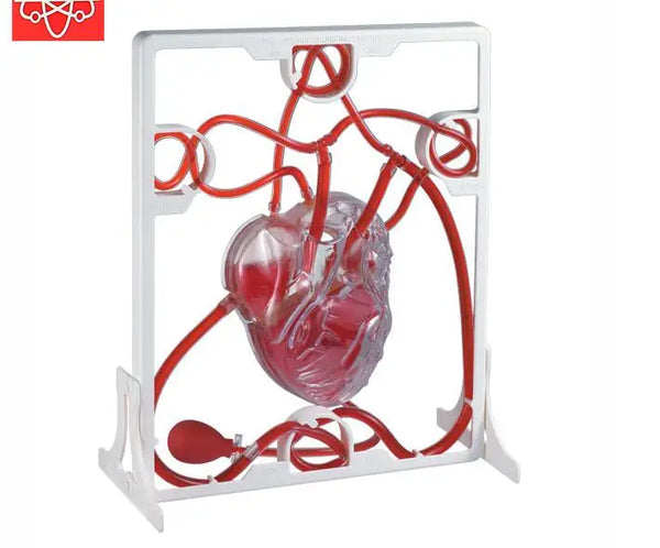 Hjärtblodcirkulationsmodell barns pedagogiska leksaker läromedel hjärta blodcirkulation biologisk vetenskap experiment