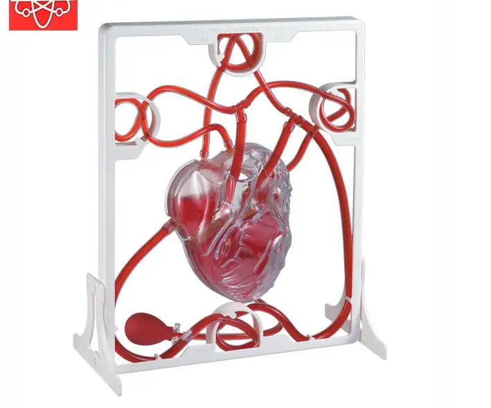 Modello di circolazione sanguigna cardiaca, giocattoli educativi per bambini, sussidi didattici per esperimenti scientifici biologici sulla circolazione sanguigna cardiaca