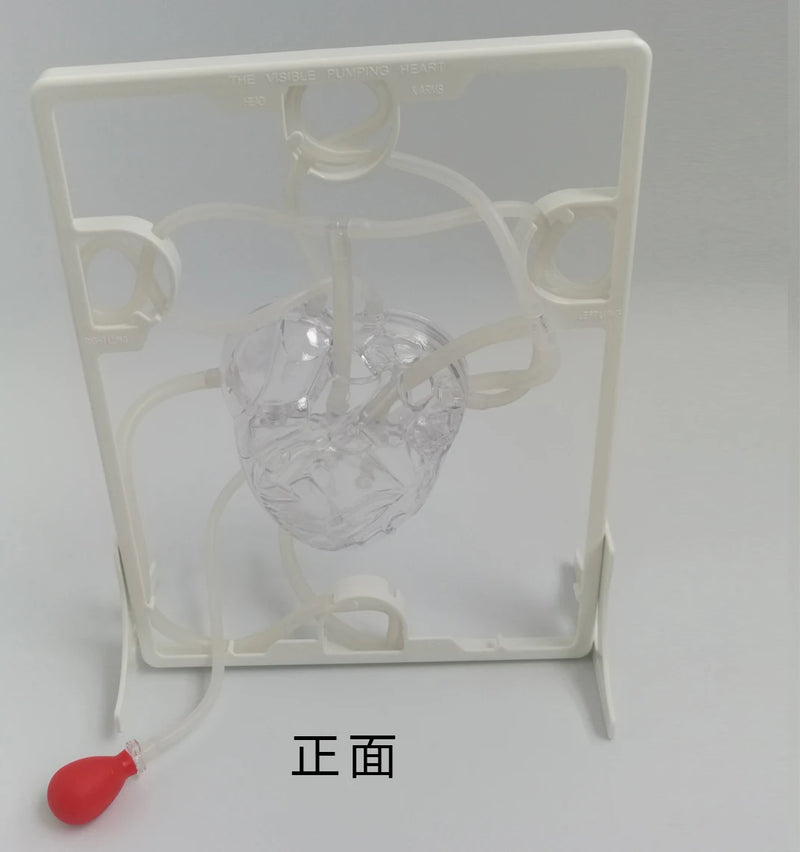 Cardiale bloedcirculatie model educatief speelgoed voor kinderen leermiddelen hartbloedcirculatie biologisch wetenschappelijk experiment