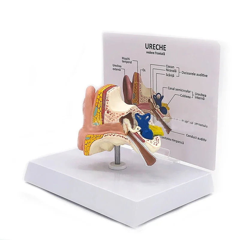 Asztali fülanatómiai modell Emberi orvosi fülanatómiai modell teljes fülmodell 1:1 méretarányú anatómiai orvosi oktatási eszköz