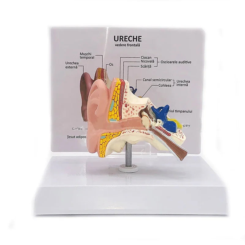 דגם אנטומיה של אוזן שולחנית דגם אוזן רפואית אנושית דגם אוזן מלאה דגם 1:1 כלי הוראה רפואי אנטומיה