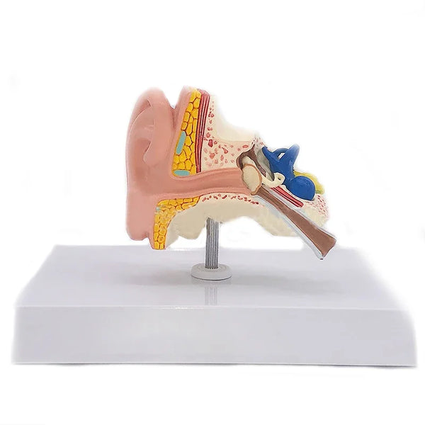 Настольная модель анатомии уха, медицинская модель уха человека, модель полного уха, 1:1, масштабный анатомический медицинский обучающий инструмент