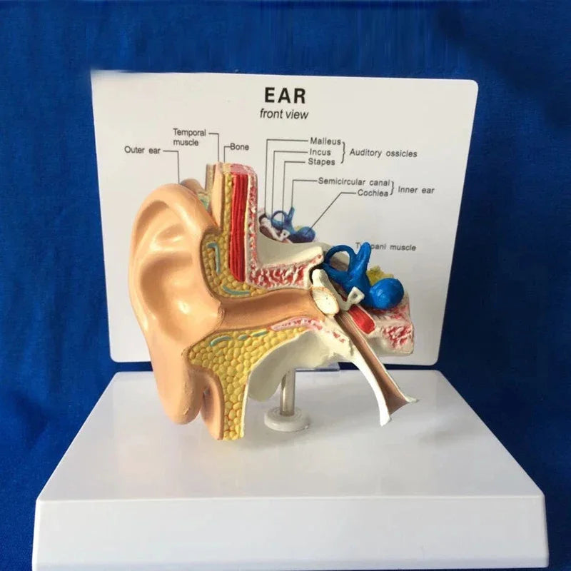 Asztali fülanatómiai modell Emberi orvosi fülanatómiai modell teljes fülmodell 1:1 méretarányú anatómiai orvosi oktatási eszköz