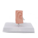 Desktop Ear Anatomy Model Human Medical Ear Anatomy Model Full Ear Model 1:1 Scale anatomy medical teaching tool