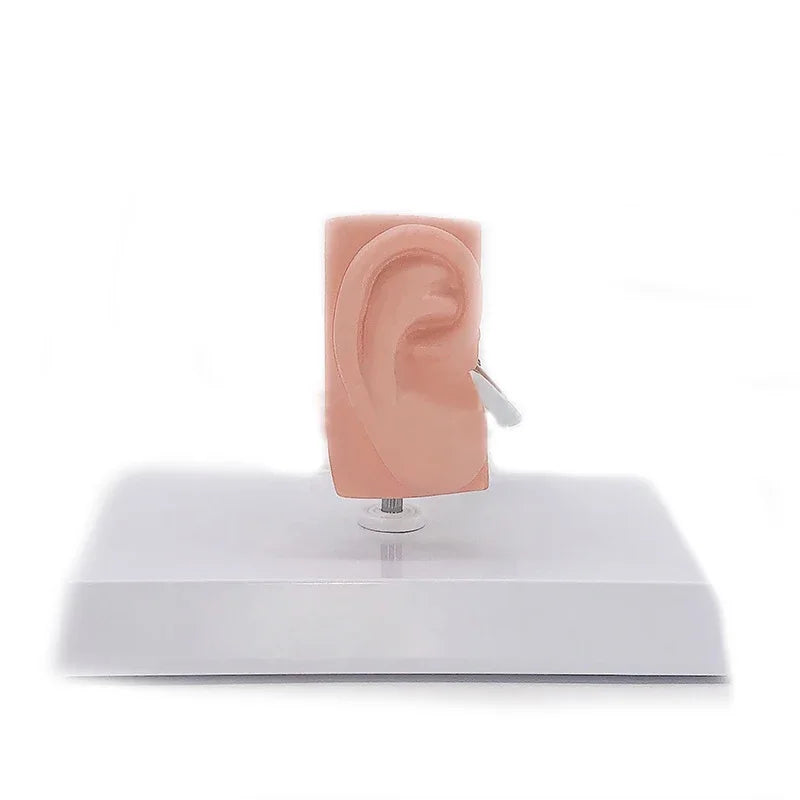Modelo de anatomía del oído de escritorio, modelo de anatomía del oído médico humano, modelo de oído completo, herramienta de enseñanza médica de anatomía a escala 1:1