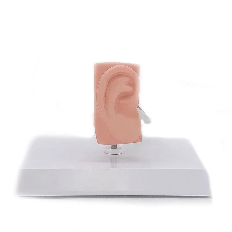 Human Medical Ear Anatomy Model | Inner Ear Anatomical Model - Ear ...