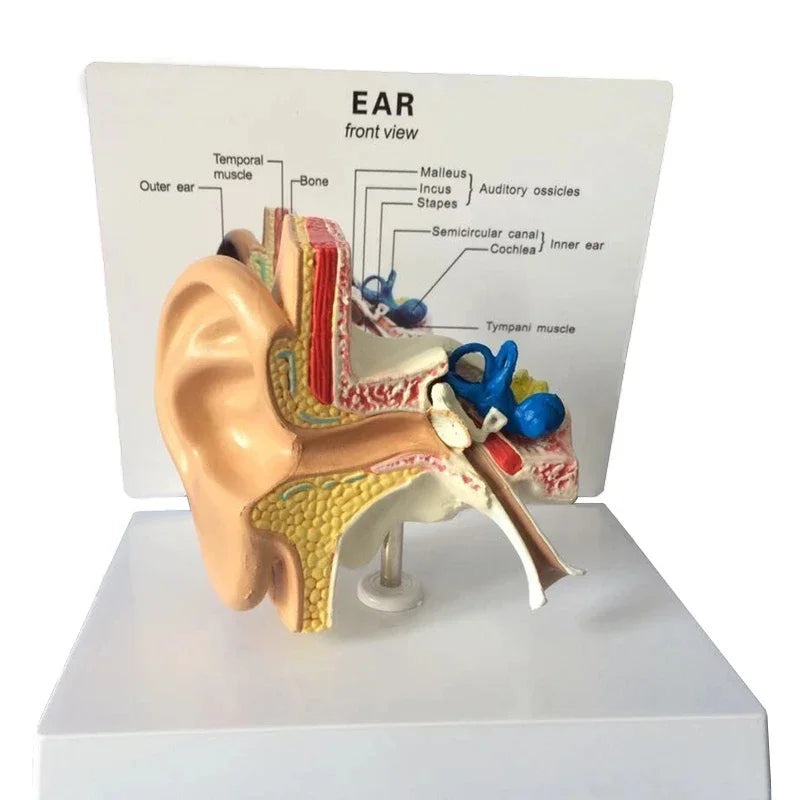 نموذج تشريح الأذن المكتبي، نموذج تشريح الأذن الطبي البشري، نموذج الأذن الكامل، مقياس 1:1، أداة تعليمية طبية للتشريح