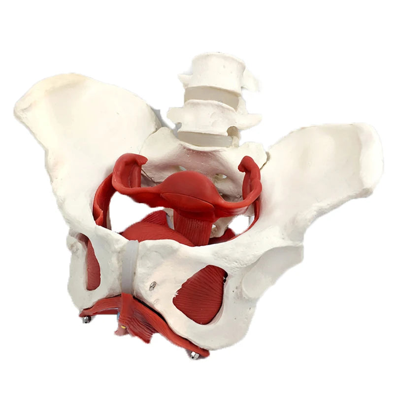 Model Anatomi Otot Pelvis Wanita Boleh Ditanggalkan Sumber Pengajaran Sains Perubatan