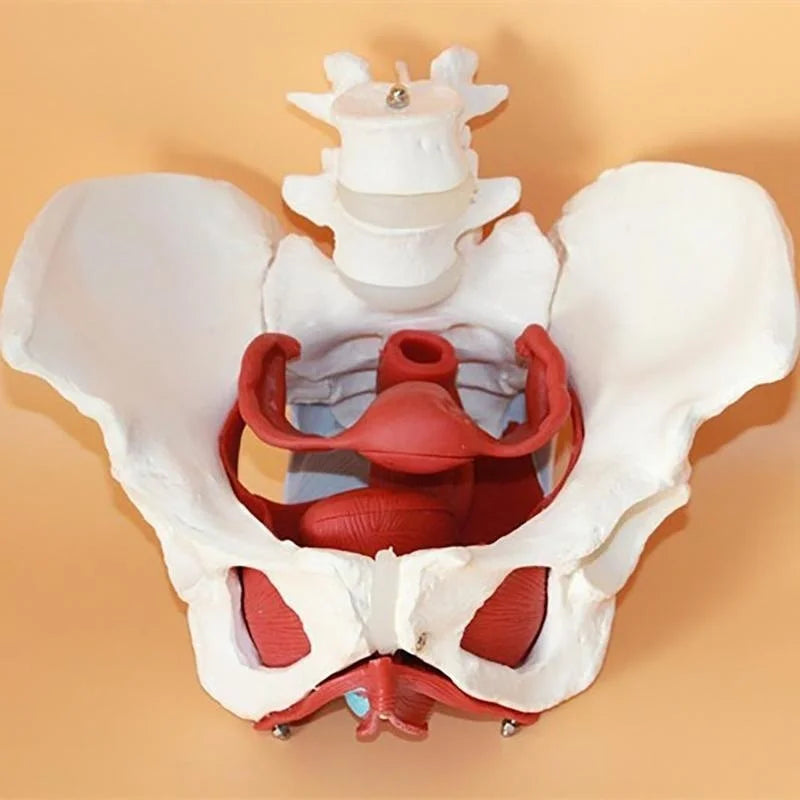 Modelo de anatomía muscular de Pelvis femenina desmontable recursos de enseñanza de ciencias médicas