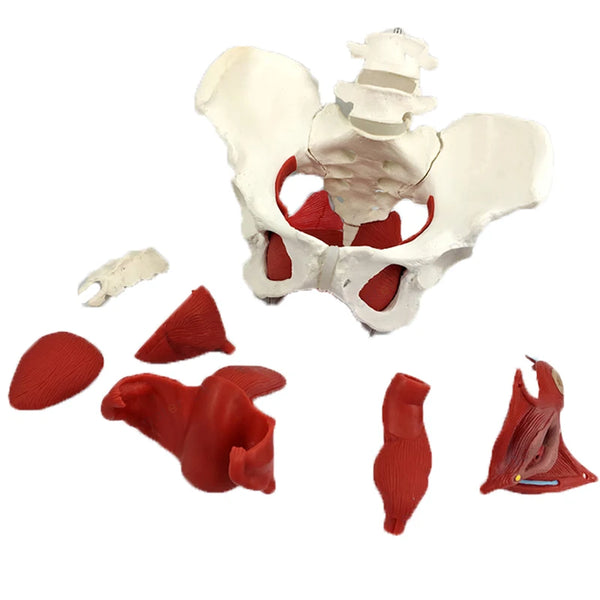 Modèle d'anatomie musculaire du bassin féminin détachable, ressources pédagogiques en sciences médicales