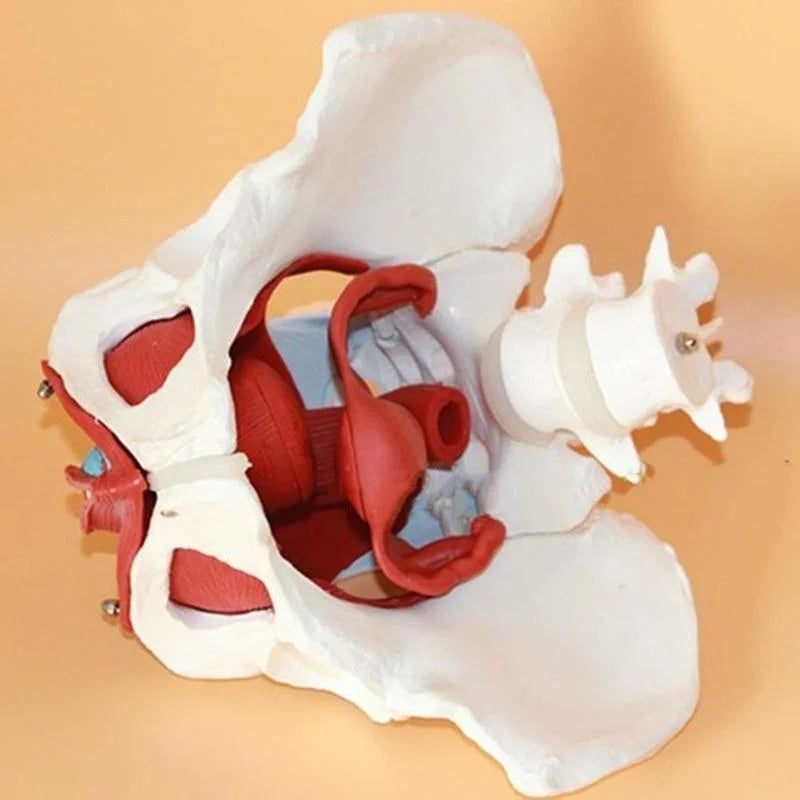 Löstagbar kvinnlig bäckenmuskel Anatomi modell Medicinsk vetenskap Undervisningsresurser