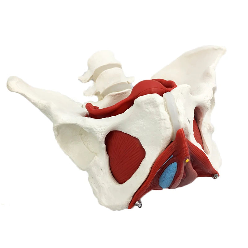 Modello staccabile di anatomia del muscolo pelvico femminile Risorse didattiche per scienze mediche