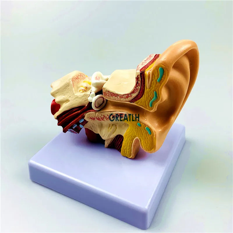 Orelhas externas, modelo de anatomia da orelha humana, modelo de órgão 1.5 vezes, modelo de ciências médicas