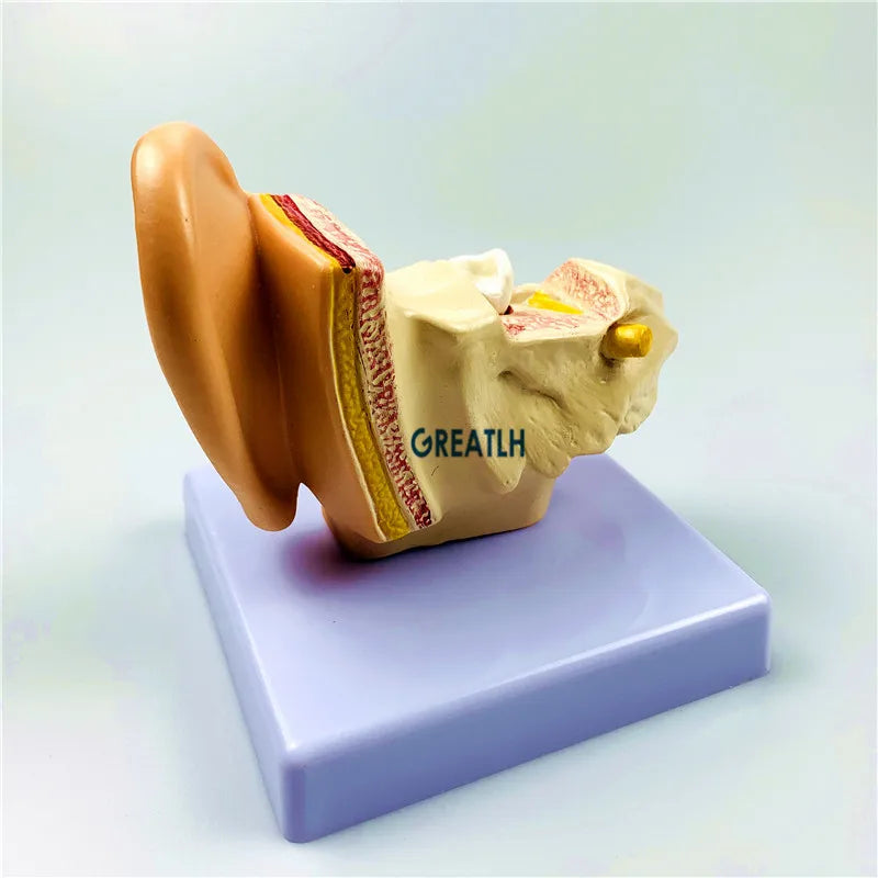 Externe oren Menselijk oor Anatomiemodel Orgaanmodel 1,5 maal Medisch wetenschappelijk model