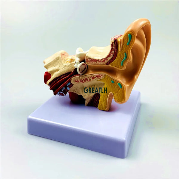 Orelhas externas, modelo de anatomia da orelha humana, modelo de órgão 1.5 vezes, modelo de ciências médicas