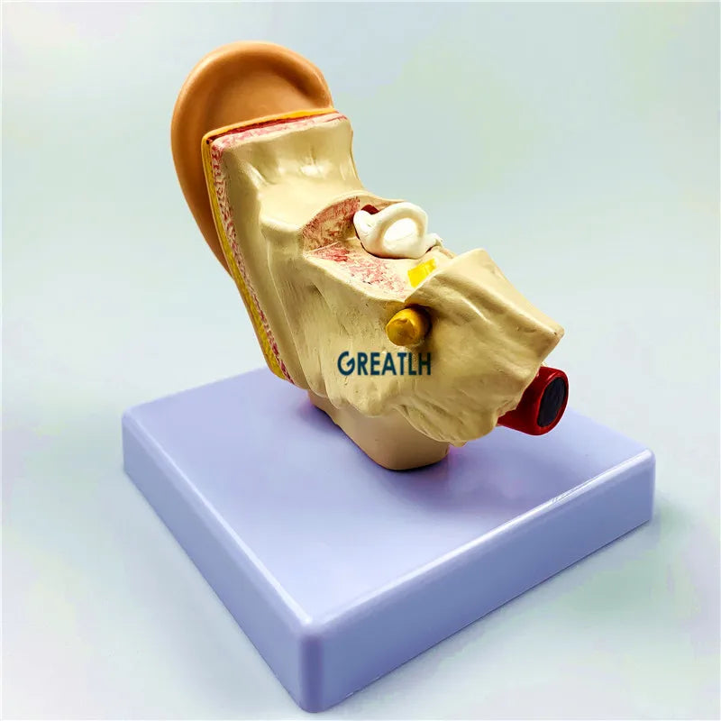 External Ears Human Ear Anatomy Model Organ Model 1.5 times Medical ...
