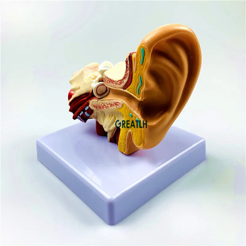 External Ears Human Ear Anatomy Model Organ Model 1.5 times  Medical Science model