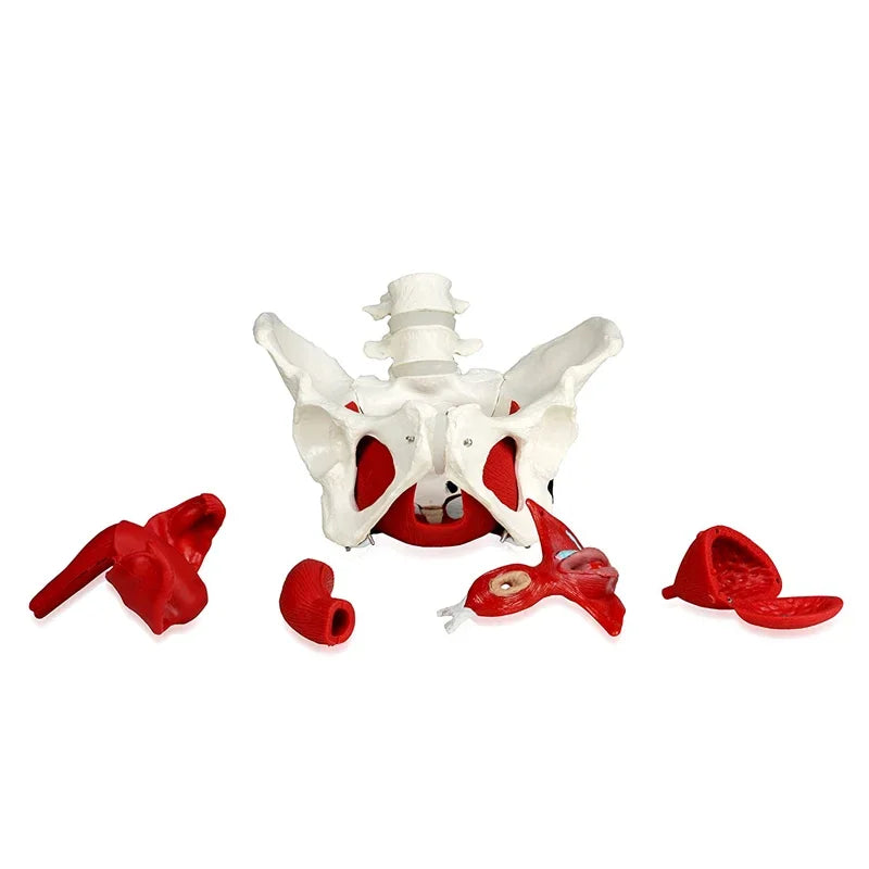 Female Pelvis Pelvic Floor Muscle Model Uterus Ovary Muscle Teaching Resources Educational Supplies Removable