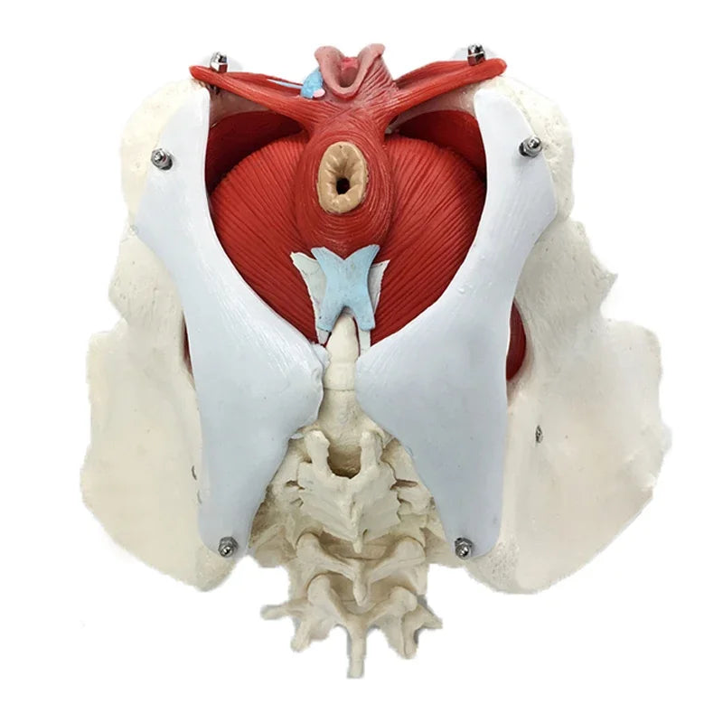 Modell der weiblichen Becken- und Beckenbodenmuskulatur, Uterus-Eierstock-Muskel, Lehrmittel, pädagogisches Zubehör, abnehmbar