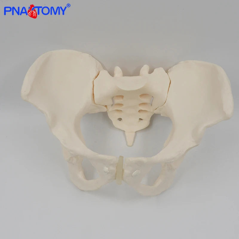 Rugalmas női medencemodell emberi csontváz modellminta csípőcsontváz anatómiai orvosi eszköz iskola használt 1:1 szemérem csontváz