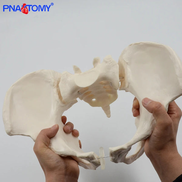 Model Pelvis Wanita Fleksibel Model Rangka Manusia Spesimen Rangka Pinggul Anatomi Alat Perubatan Sekolah Digunakan 1:1 Pubis Skeletal