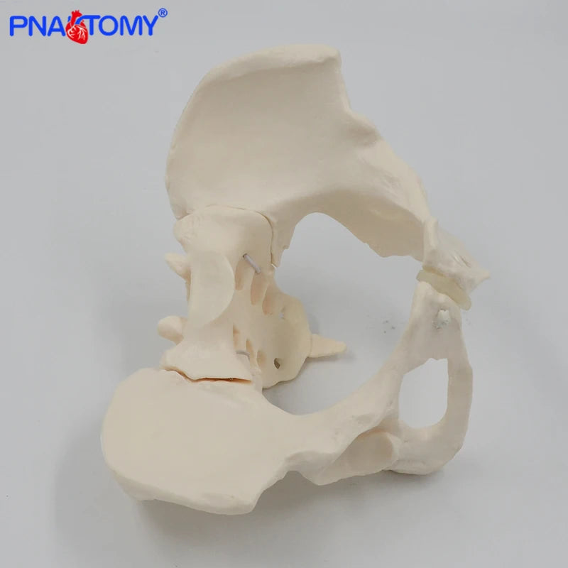 Flexibel kvinnlig bäckenmodell Mänskligt skelettmodell Exemplar Höftskelett Anatomi Medicinskt verktyg Skola Används 1:1 Pubis Skelett